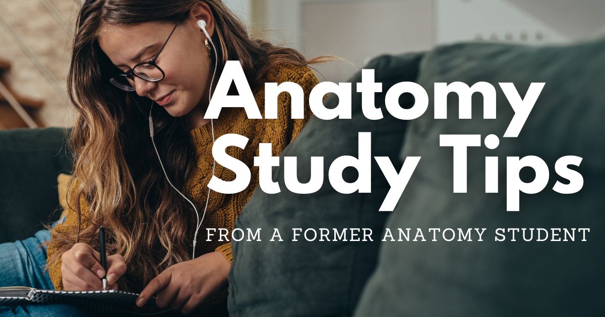 Anatomy Study Tips from a Former Anatomy Student BodyViz